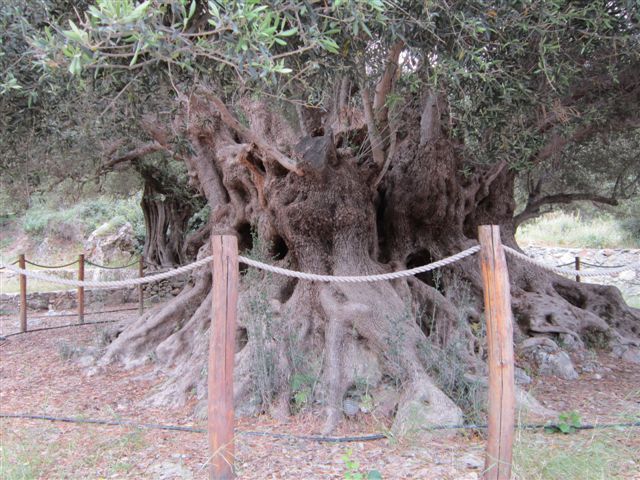 3000 jaar oude olijfboom/Strand